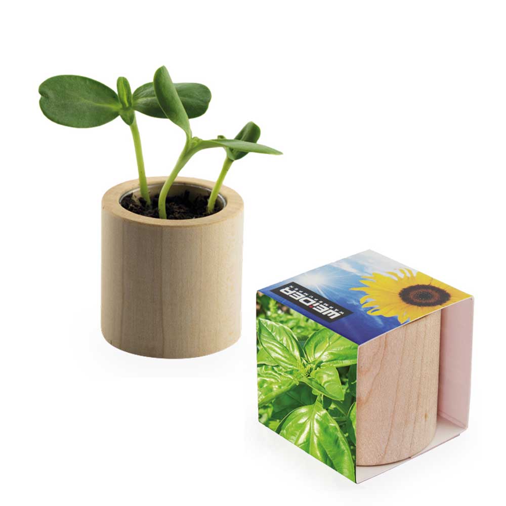 Pflanz-Holz rund mit Samen - Basilikum